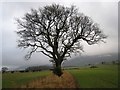 Tree by a footpath