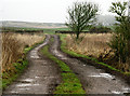 Track to Back Wood