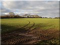 ST1617 : Field on Buckland Hill by Derek Harper