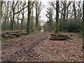 Log piles in Frith Wood