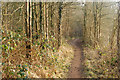 Public footpath through Nun Wood (1)