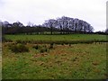 Countryside near Connor