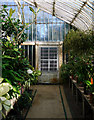 J3372 : Interior of the Palm House by Rossographer