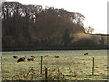 Sheep grazing east of Washford Mill