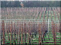 Row of young fruit trees, Hartley Dyke Farm, Cranbrook