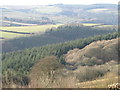 View over Slowley Wood from Stout