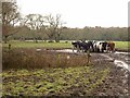 Cattle near Stoborough