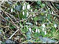 Snowdrops, Burgate