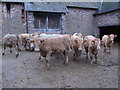 Cattle, West Luccombe