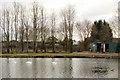 Three swans on Liswerry Pond, Newport