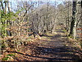 Footpath to Puttenham Common