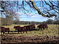 Cattle by Suffield Lane