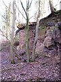 Sandstone exposure, Cotcliffe Bank