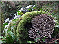 Turkey tails beside the waterfall