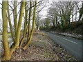 B4221 between Phocle Green and Upton Bishop