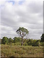 SU9242 : Scots Pine on Bagmoor Common by Mike Galtrey