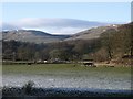 Horses grazing on the floodplain