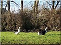 Ducks, Upper Inglesham