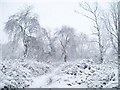 Winter trees in Aston-on-Trent