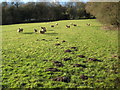 Sheep to the north of Hillend Farm