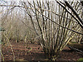 TQ2156 : Coppicing in Downs View Wood by Stephen Craven