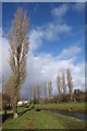 Poplars by the Plym