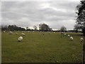 SP1505 : Field of sheep in Hatherop by andrew auger