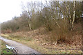 Silver birches beside trackbed of ex-Great Central Railway, Rugby