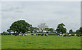 Grazing near Burland, Cheshire