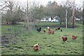 Free range hens