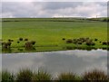 Pond near Rakewood