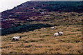 SC2173 : The Sloc - Sheep grazing on mountainside by Joseph Mischyshyn