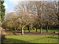 Winter trees in Betws Park