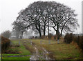 Beeches near Stoupes Cottage