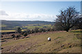 Moorland grazing - Dousland