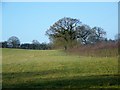 Footpath near Little Bridge