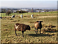 Sheep grazing