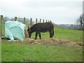 Donkey grazing at Tullynaskeagh