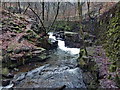 River Spodden, Healey Dell