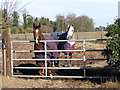 Horses in pasture south of Kilverstone Road