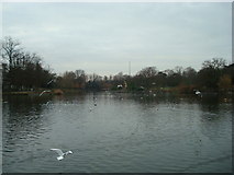 TQ3470 : Lower Lake, Crystal Palace Park by Stacey Harris