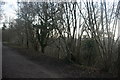 Coppiced trees by the Forest Way