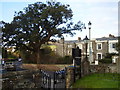 Court House, Cork tree