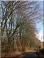 Beeches near Spring Grove Cross