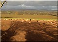 Sheep near Fitzhead