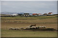 Sheep, Mail, Cunningsburgh