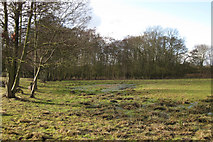SP3475 : Alder coppice, Stonebridge Meadows by Robin Stott