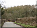 Forested Hillside Off Berrington Road