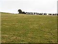 Grazing Land Near Nineveh