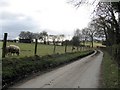 Sheep Alongside The Lane To Honeycombe Farm